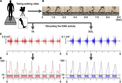 Changes in corticospinal and spinal reflex excitability through functional electrical stimulation with and without observation and imagination of walking